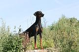 DOBERMANN 652